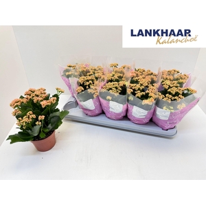 KAL GE PERFECTA PINK