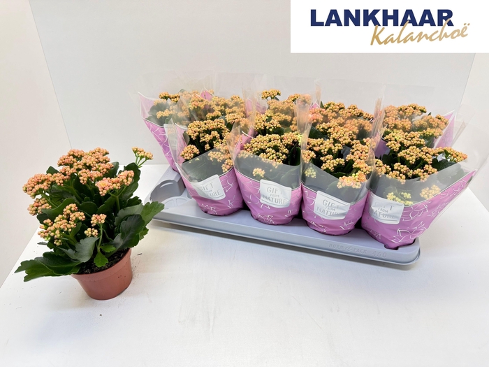 <h4>KAL GE PERFECTA PINK</h4>