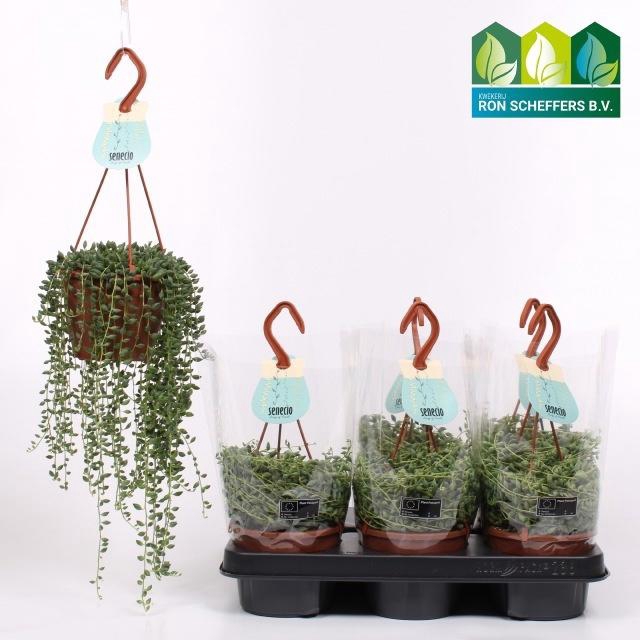 <h4>SENEC HERREIANUS</h4>