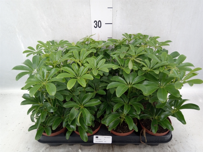 <h4>Schefflera arbor. 'Luseana'</h4>