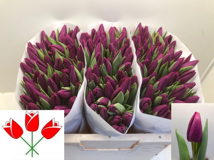 <h4>TU EN PURPLE PRINCE</h4>