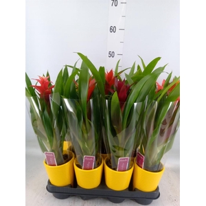 Bromelia   ...mix