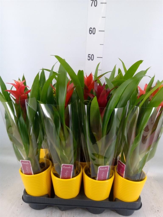 <h4>Bromelia   ...mix</h4>