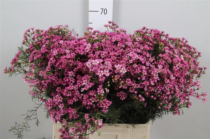 <h4>Chame Un Jupiter</h4>