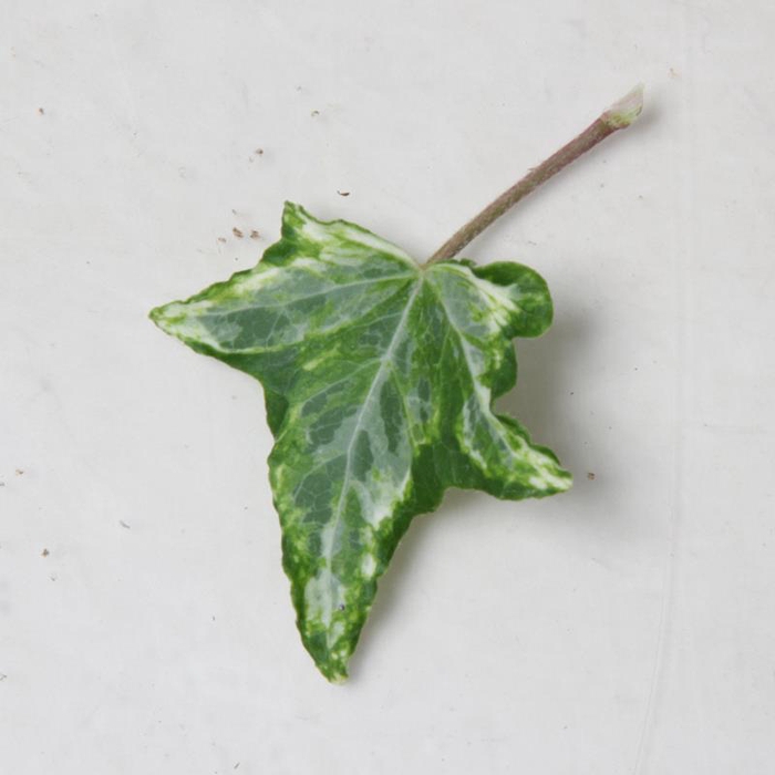 <h4>HEDERA HELIX Mini kolibri 9 cm</h4>