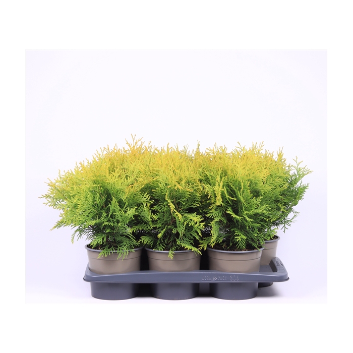 <h4>Thuja occidentalis 'Golden Globe'</h4>