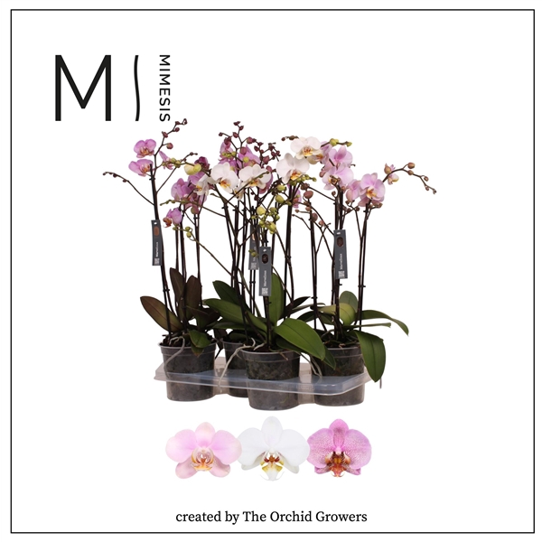 <h4>Mimesis Phal. Marvellous Mix - 50+ flowers 17cm</h4>