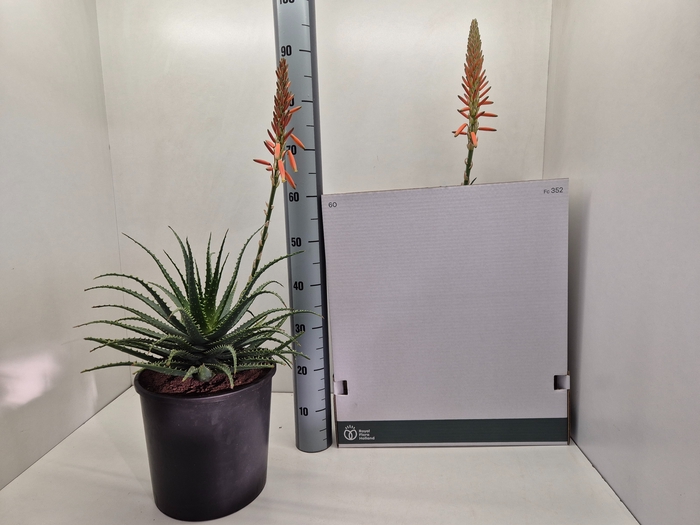 <h4>ALOE ARBORESCENS</h4>