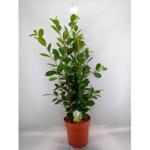 Ficus microcarpa 'Moclame'