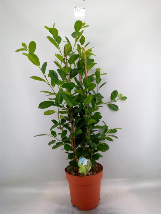 <h4>Ficus microcarpa 'Moclame'</h4>