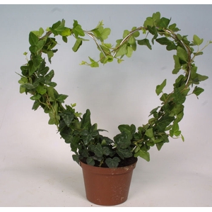 HEDERA HELIX P14 HART GROEN