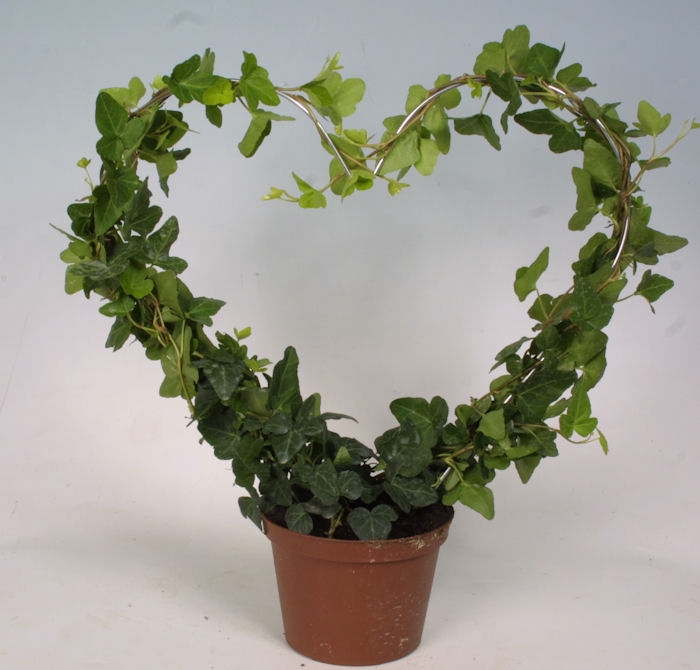 <h4>HEDERA HELIX P14 HART GROEN</h4>