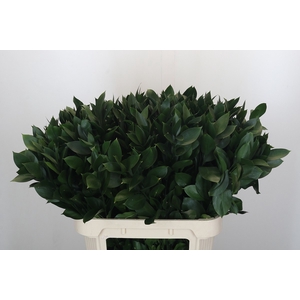 RUSCUS HYPOPHYLLUM