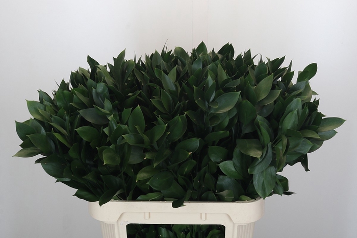<h4>RUSCUS HYPOPHYLLUM</h4>