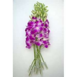 DENDR ANNA/KAREN QUEEN PINK