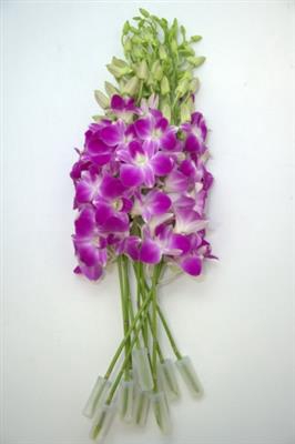 <h4>DENDR ANNA/KAREN QUEEN PINK</h4>