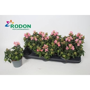 ANTIRR SULT ROSE