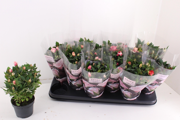 <h4>RO VICTORY GEM</h4>