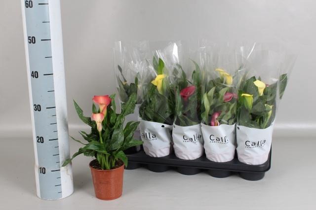 <h4>ZANT GEM 4 KL</h4>