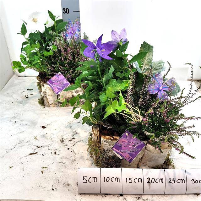 <h4>Arr Tuinplanten</h4>