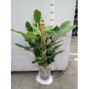 Philodendron   ...