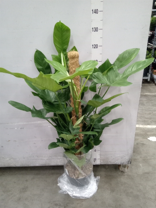 <h4>Philodendron   ...</h4>