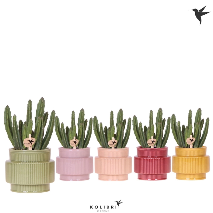 <h4>Kolibri Greens Stapelia Leendertziae in Allure pot mix</h4>