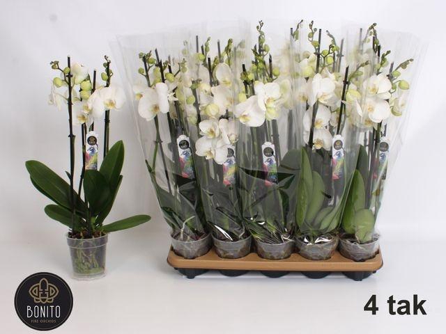 <h4>PHAL WHITE NOTTINGHAM 4 TAK 55CM</h4>