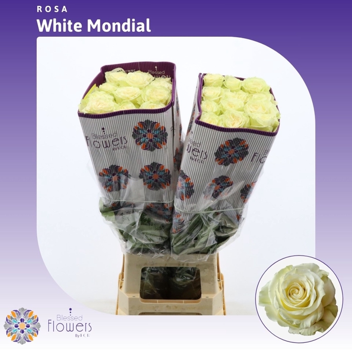 <h4>Rosa gr White Mondial</h4>