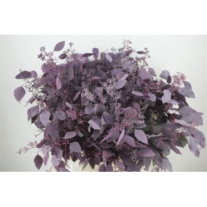 Euca Populus Berry 300gr Abs Lilac P Bunch