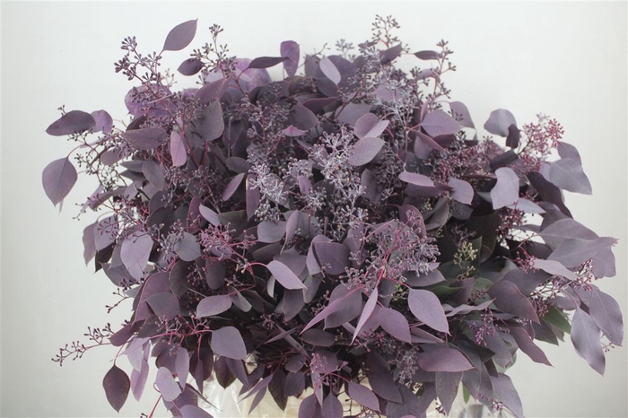 <h4>Euca Populus Berry 300gr Abs Lilac P Bunch</h4>