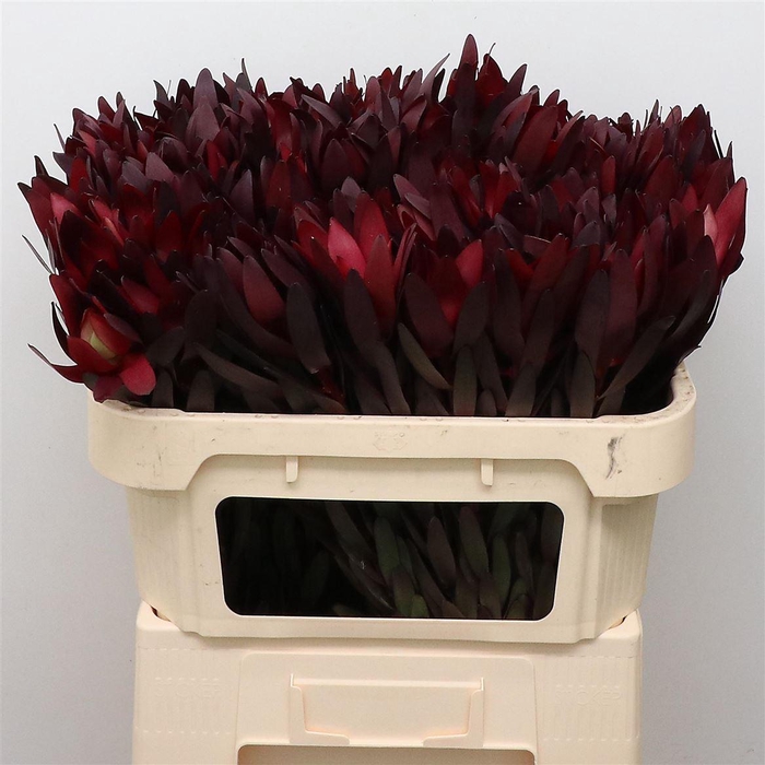 <h4>Leucad Safari Sunset Red</h4>