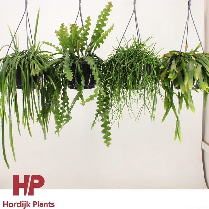 <h4>Rhipsalis 'mix' P21</h4>