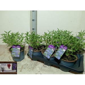 CARYO CL HEAVEN BLUE