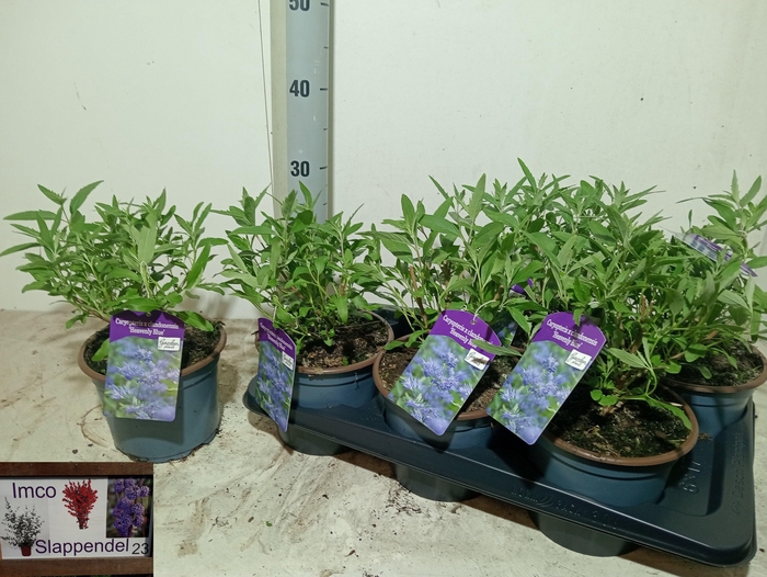 <h4>CARYO CL HEAVEN BLUE</h4>