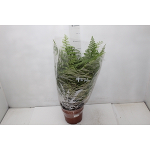ASPLENIUM PARVATI P17