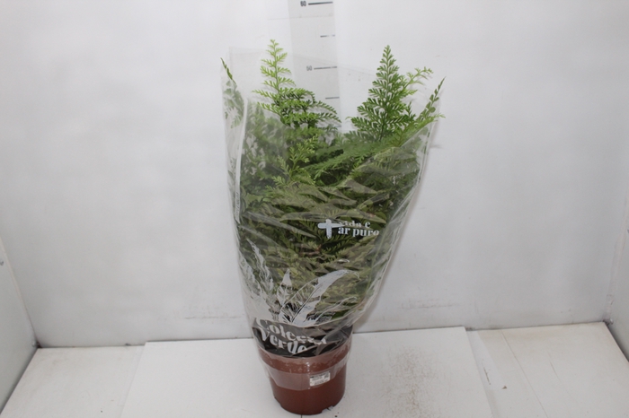 <h4>ASPLENIUM PARVATI P17</h4>