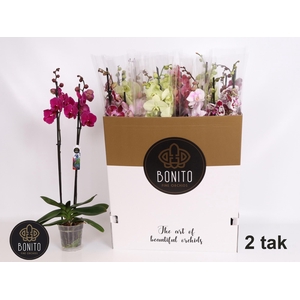 PHAL GEM 10 KL