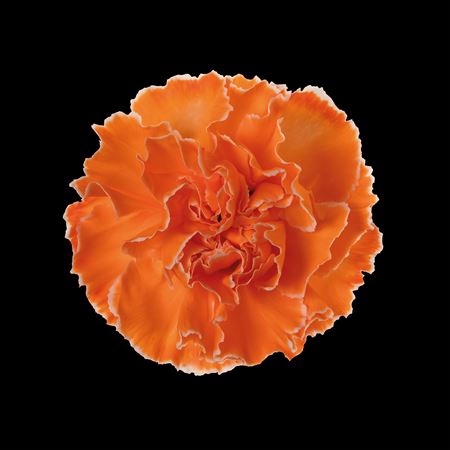 <h4>Dianthus St Orange</h4>