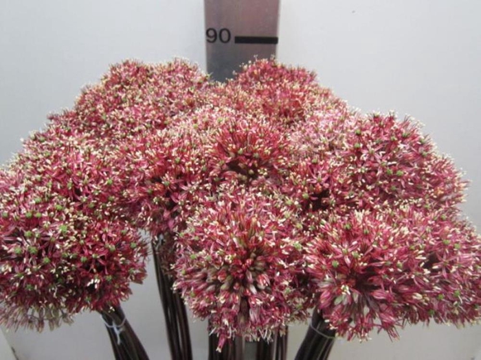 <h4>Allium Mount Rood</h4>