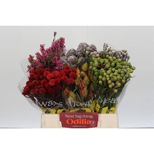 Cape green mix in bucket