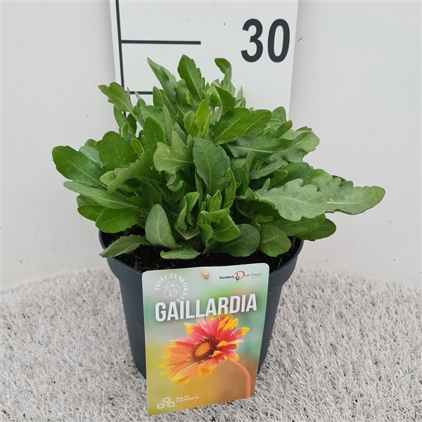 Gaillardia Spintop Red P19