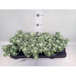 Helichrysum petiolare