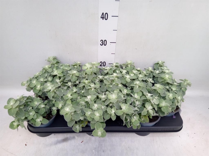 <h4>Helichrysum petiolare</h4>