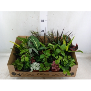 Planten Groen   ...mix 24