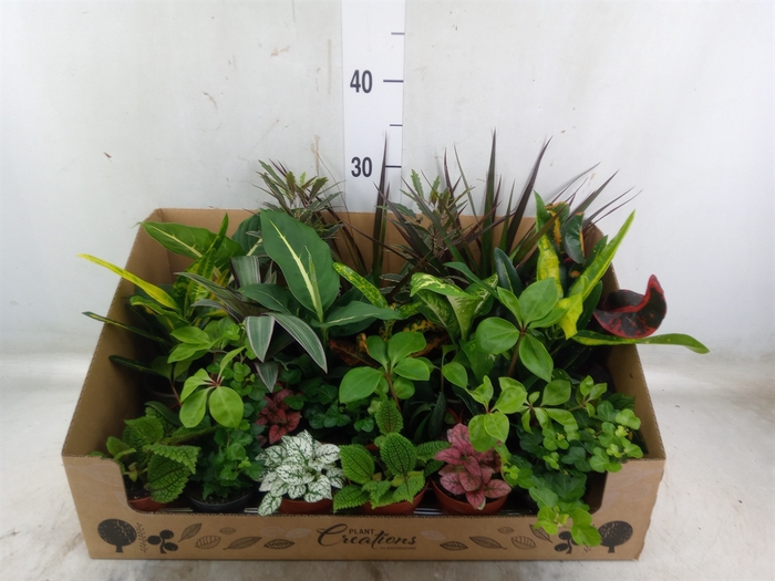 <h4>Planten Groen   ...mix 24</h4>