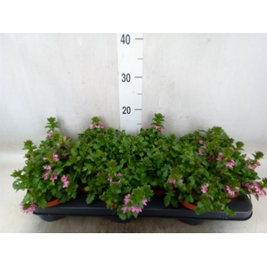 Scaevola  'Surdiva Pink Blue'