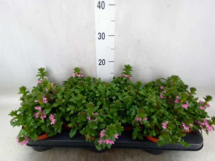 <h4>Scaevola  'Surdiva Pink Blue'</h4>