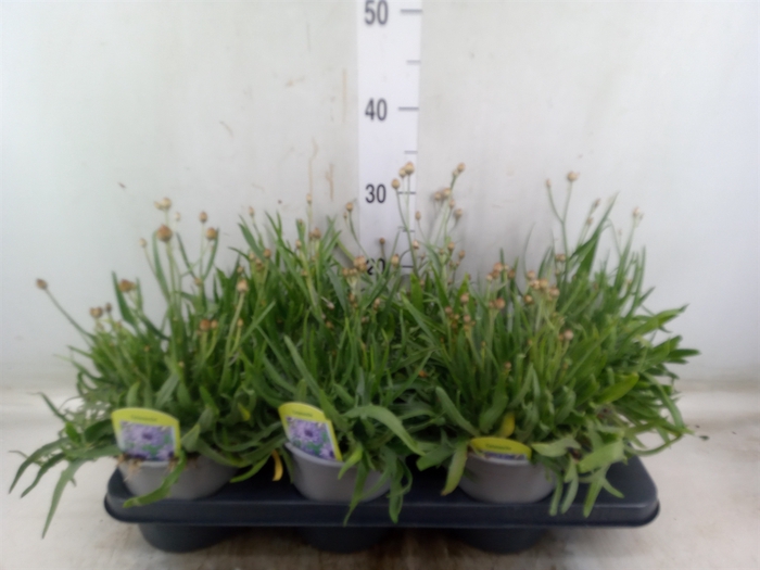 <h4>Catananche caerulea   ...</h4>