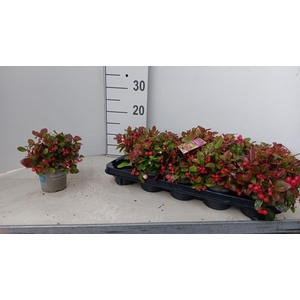 GAULTH PROCUMBENS
